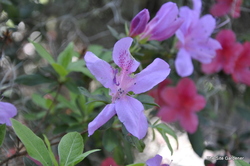 Azalea 'Orchid Lights' — photo 2